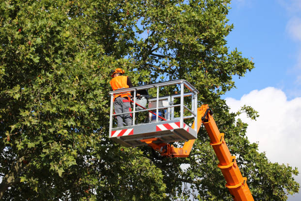 Best Leaf Removal  in Wakarusa, IN