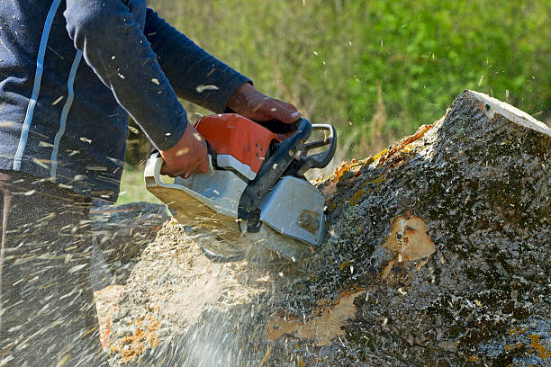 Best Stump Grinding and Removal  in Wakarusa, IN